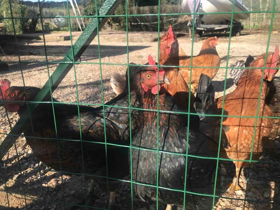 Agriturismo Il Sorbino - Appartamento Da Cocca Pian d'Alma Buitenkant foto