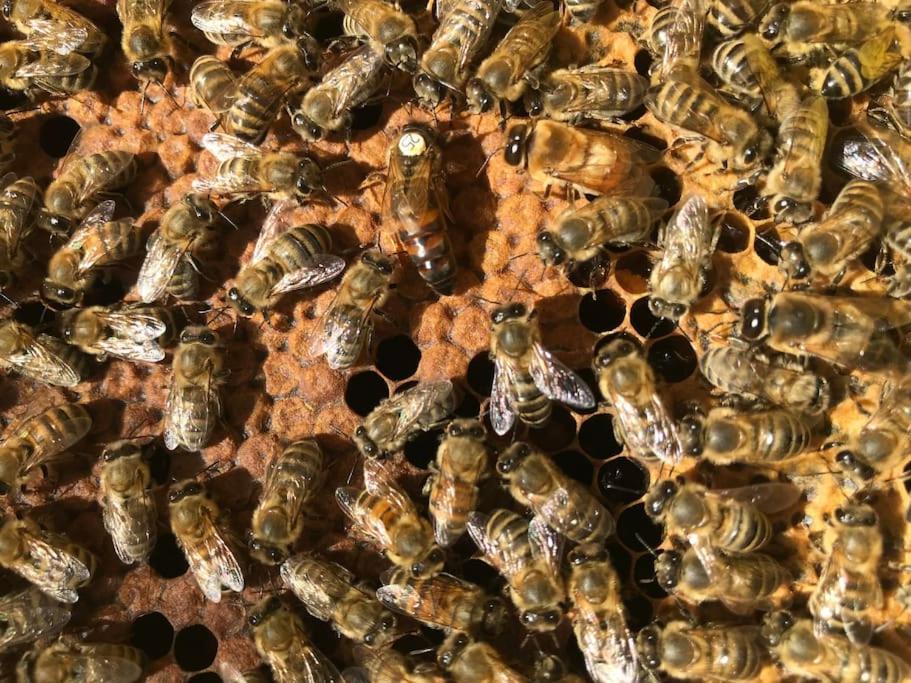 Agriturismo Il Sorbino - Appartamento Da Cocca Pian d'Alma Buitenkant foto