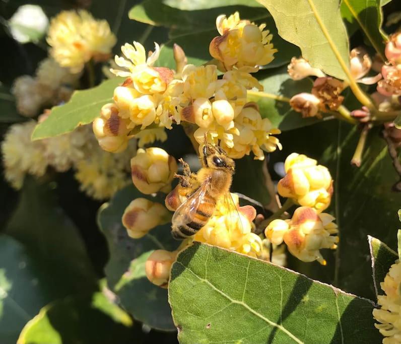 Agriturismo Il Sorbino - Appartamento Da Cocca Pian d'Alma Buitenkant foto