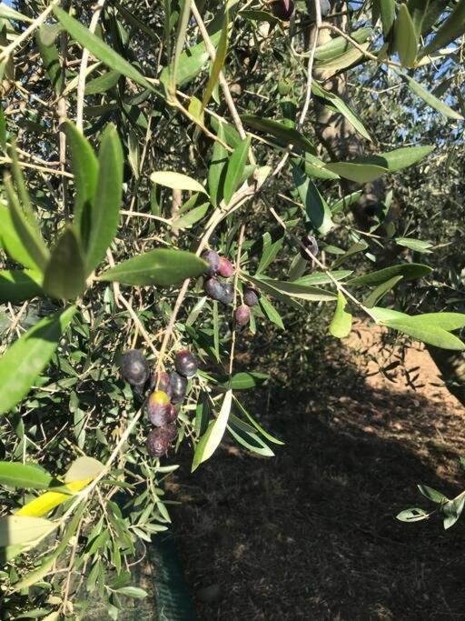 Agriturismo Il Sorbino - Appartamento Da Cocca Pian d'Alma Buitenkant foto