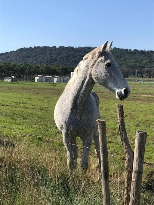 Agriturismo Il Sorbino - Appartamento Da Cocca Pian d'Alma Buitenkant foto