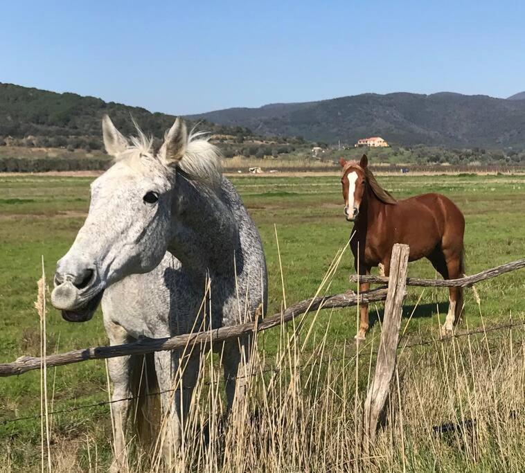 Agriturismo Il Sorbino - Appartamento Da Cocca Pian d'Alma Buitenkant foto